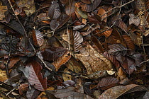 Asian Horned Frog (Megophrys nasuta) female and Matang Narrow-mouthed Frog (Microhyla nepenthicola) camouflaged in leaf litter, Kubah National Park, Sarawak, Malaysia