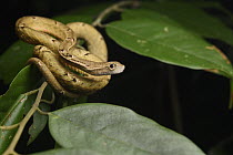 Mock Viper (Psammodynastes pulverulentus), Tawau Hills Park, Sabah, Malaysia
