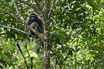 Muller's Bornean Gibbon (Hylobates muelleri), Tawau Hills Park, Sabah, Malaysia