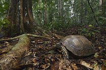 Asian Brown Tortoise (Manouria emys) male in rainforest, Tawau Hills Park, Sabah, Malaysia