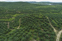 African Oil Palm (Elaeis guineensis) plantation and refinery, Kalabakan, Sabah, Malaysia