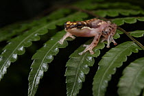 Borneo Opposite-fingered Tree Frog (Chiromantis inexpectatus), new species, Maliau Basin, Sabah, Malaysia