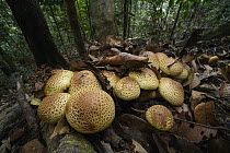 Honey Fungus (Armillaria sp) mushrooms in rainforest, Maliau Basin, Sabah, Malaysia