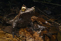 Kobayashi's Horned Frog (Megophrys kobayashii), Kinabalu National Park, Sabah, Malaysia