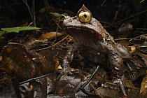 Kobayashi's Horned Frog (Megophrys kobayashii), Kinabalu National Park, Sabah, Malaysia
