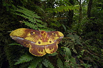 Saturniid Moth (Bathyphlebia eminens) in rainforest, Cosanga, Ecuador