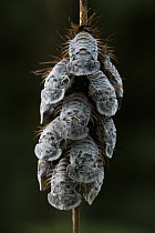 Leaf Beetle (Chrysomelidae) pupae, Sumaco Napo-Galeras National Park, Napo, Ecuador