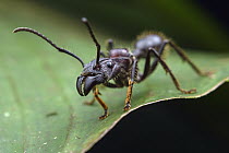 Bullet Ant (Paraponera clavata), El Coca, Ecuador