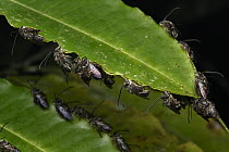 Bee (Apidae) males sleeping by biting leaf, El Coca, Ecuador