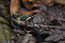 Ecuador Poison Frog (Epipedobates bilinguis), El Coca, Ecuador