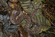 Ecuadorian Toad-headed Pit-viper (Bothrocophias campbelli) camouflaged in leaf litter, Mashpi Amagusa Reserve, Pichincha, Ecuador