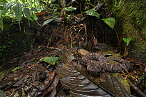 Ecuadorian Toad-headed Pit-viper (Bothrocophias campbelli) in rainforest, Mashpi Amagusa Reserve, Pichincha, Ecuador
