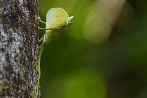 Boulenger's Green Anole (Anolis chloris) male in territorial display, Utria National Park, Colombia