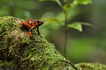 Harlequin Poison Dart Frog (Dendrobates histrionicus), Utria National Park, Colombia