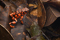 Harlequin Poison Dart Frog (Dendrobates histrionicus), Utria National Park, Colombia