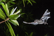 Pallas' Long-tongued Bat (Glossophaga soricina) approaching Tea Mangrove (Pelliciera rhizophorae) flower at night, Utria National Park, Colombia