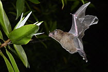 Pallas' Long-tongued Bat (Glossophaga soricina) approaching Tea Mangrove (Pelliciera rhizophorae) flower at night, Utria National Park, Colombia