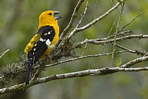 Yellow Grosbeak (Pheucticus chrysopeplus) calling, El Triunfo Biosphere Reserve, Chiapas, Mexico