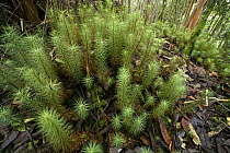 Moss (Dawsonia longifolia), largest moss in the world, Menyapa Mountains, East Kalimantan, Indonesia