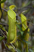 Pitcher Plant (Nepenthes tentaculata) pitchers, Menyapa Mountains, East Kalimantan, Indonesia
