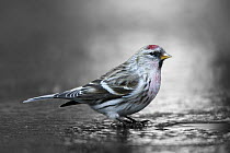 Common Redpoll (Carduelis flammea) at hole in ice to drink, Netherlands
