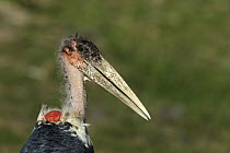 Marabou Stork (Leptoptilos crumeniferus), Western Cape, South Africa