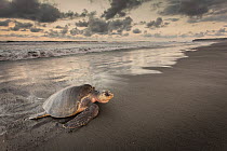 Olive Ridley Sea Turtle (Lepidochelys olivacea) female coming ashore to lay eggs, Ostional Beach, Costa Rica