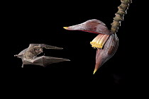 Pallas' Long-tongued Bat (Glossophaga soricina) feeding on flower nectar at night, Costa Rica