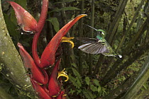 Purple-bibbed Whitetip (Urosticte benjamini) hummingbird feeding on Heliconia (Heliconia sp) flower nectar, Ecuador