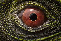 O'Shaughnessy's Dwarf Iguana (Enyalioides oshaughnessyi) eye, Ecuador