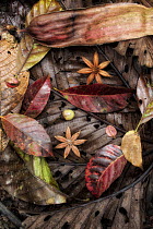 Fallen seeds and leaves in rainforest, Costa Rica