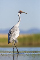 Brolga (Grus rubicunda) crane, Victoria, Australia