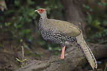 Kalij Pheasant (Lophura leucomelanos) female, Thailand