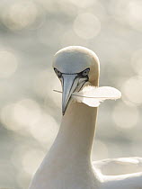 Northern Gannet (Morus bassanus) carrying feather during courtship display, Schleswig-Holstein, Germany