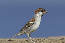 Iago Sparrow (Passer iagoensis) male, Sao Nicolau, Cape Verde Archipelago, Portugal