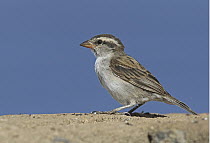 Iago Sparrow (Passer iagoensis) female, Sao Nicolau, Cape Verde Archipelago, Portugal