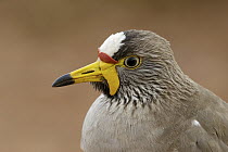 Wattled Lapwing (Vanellus senegallus), Western Cape, South Africa