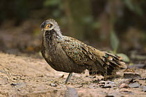 Malayan Peacock-Pheasant (Polyplectron malacense) male, Pahang, Malaysia
