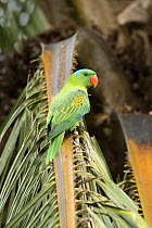 Blue-naped Parrot (Tanygnathus lucionensis), Sabah, Borneo, Malaysia