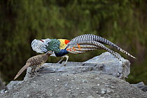 Lady Amherst's Pheasant (Chrysolophus amherstiae) male in courtship display with female, Sichuan, China