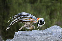 Lady Amherst's Pheasant (Chrysolophus amherstiae) male in courtship display with female, Sichuan, China