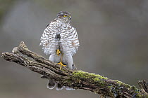 Eurasian Sparrowhawk (Accipiter nisus) female fluffing feathers to stay warm, Saxony-Anhalt, Germany