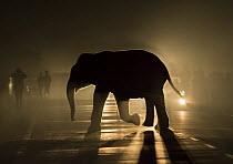 Asian Elephant (Elephas maximus) juvenile crossing road at night in headlight of car watched by people on the road, West Bengal, India