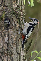 Great Spotted Woodpecker (Dendrocopos major) father with juvenile in nest cavity, North Rhine-Westphalia, Germany