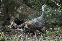 Ocellated Turkey (Meleagris ocellata) male, Peten, Guatemala