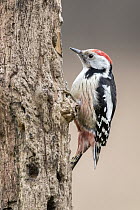 Middle Spotted Woodpecker (Dendrocopos medius), Bialowieza Forest, Poland