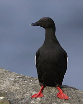 Black Guillemot (Cepphus grylle), Kalsoy, Faroe Islands