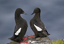 Black Guillemot (Cepphus grylle) pair, Kalsoy, Faroe Islands