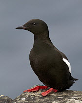 Black Guillemot (Cepphus grylle), Kalsoy, Faroe Islands