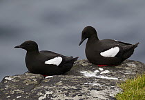 Black Guillemot (Cepphus grylle) pair, Kalsoy, Faroe Islands